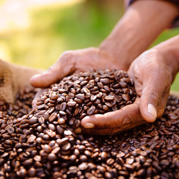 Beans to Brew: The Journey of a Mexican Coffee Bean - From the Farm to Your Cup