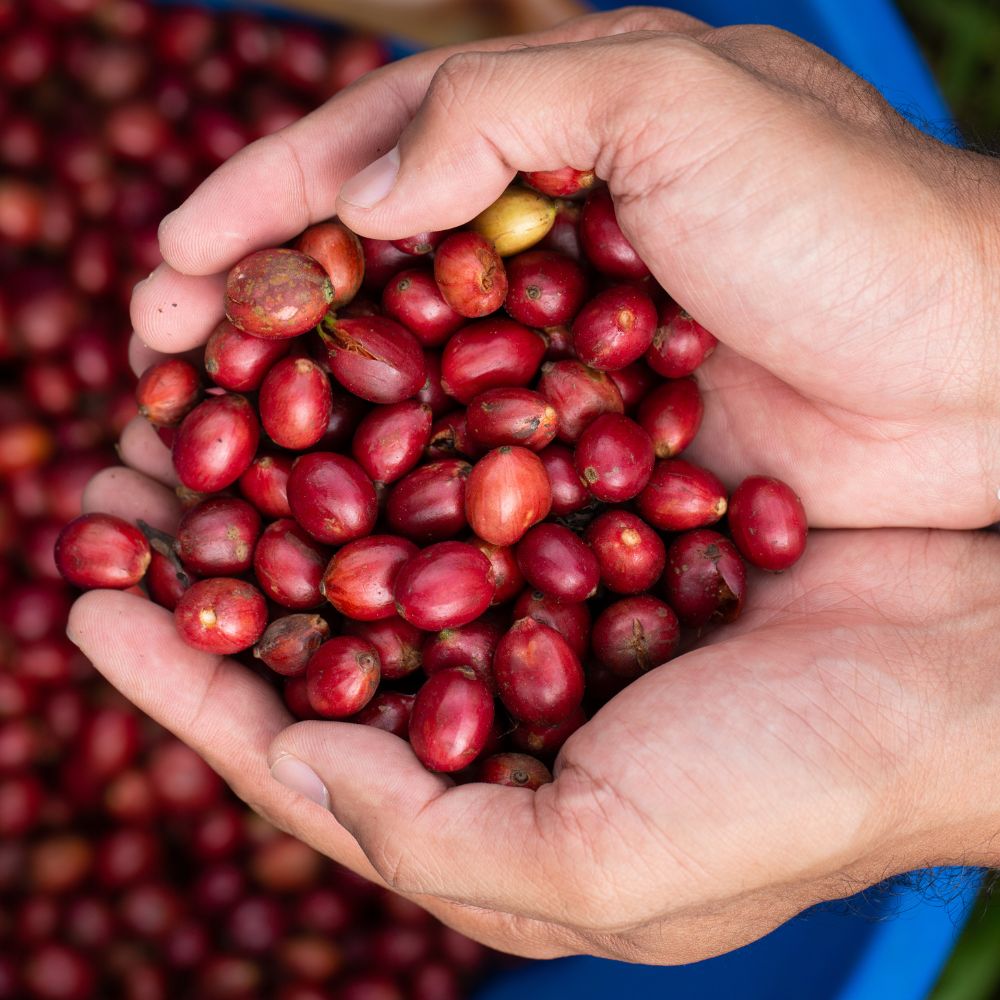 The Rise of Organic Coffee Culture in Austin